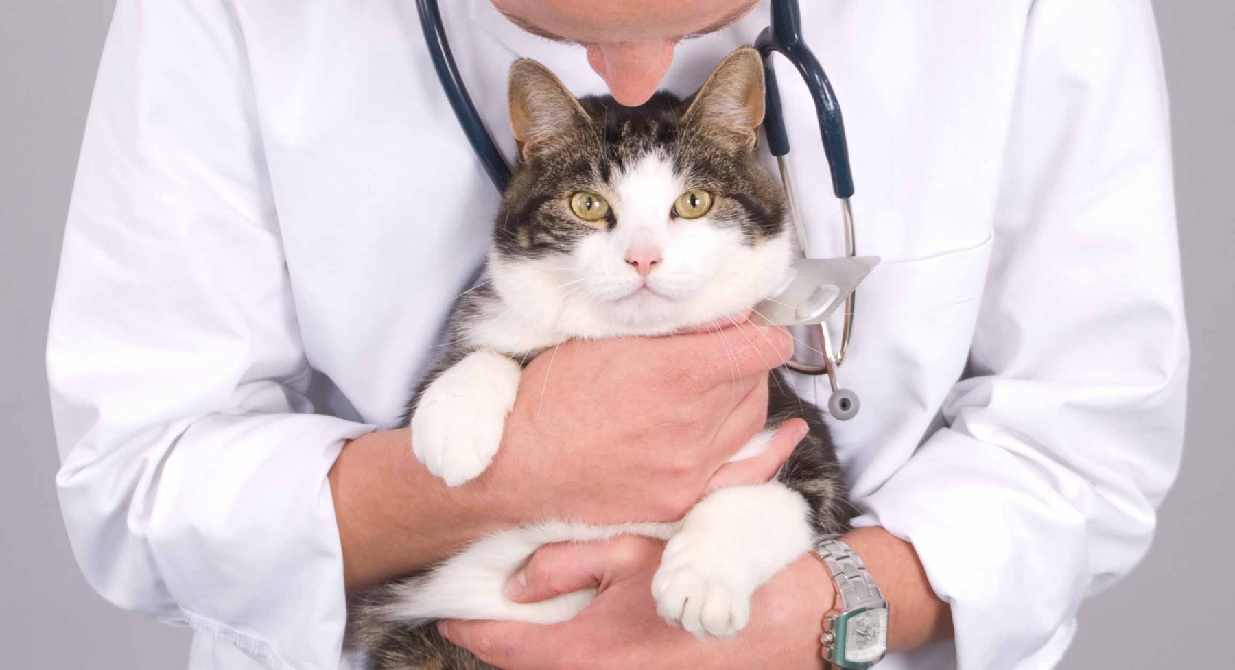 Cat Deworming Vetcare Pet Hospital