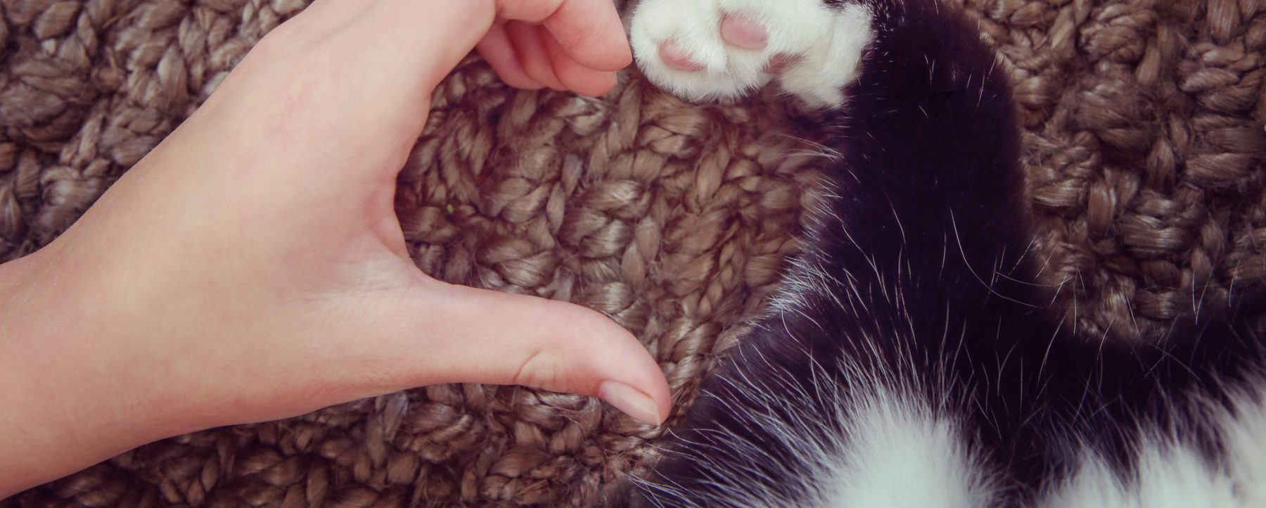 Human hand and cat paw forming the shape of a heart