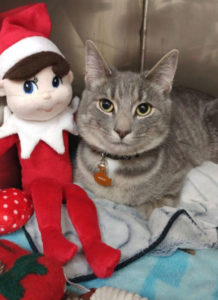 Eddie the Elf sitting with Little Chandler the cat