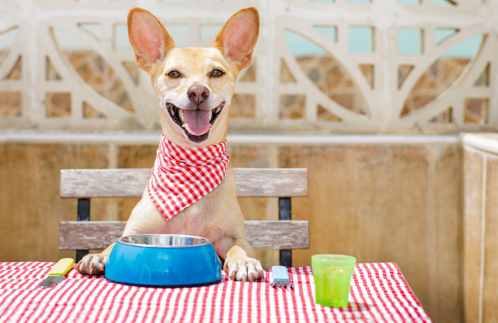 Happy dog wearing a bandana and sitting at a picnic table