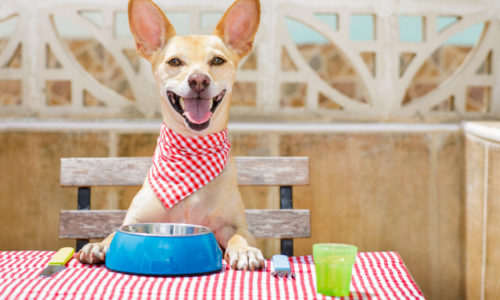 Happy dog wearing a bandana and sitting at a picnic table