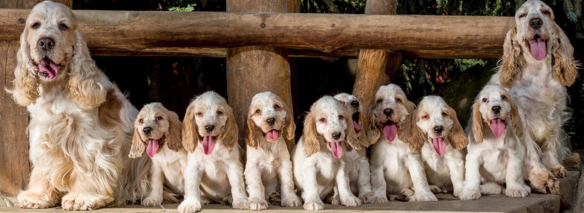 Two dogs and puppies sitting in a line on a log bench