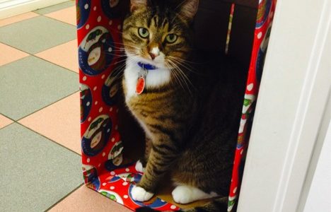 Nigel the cat in a Christmas gift box