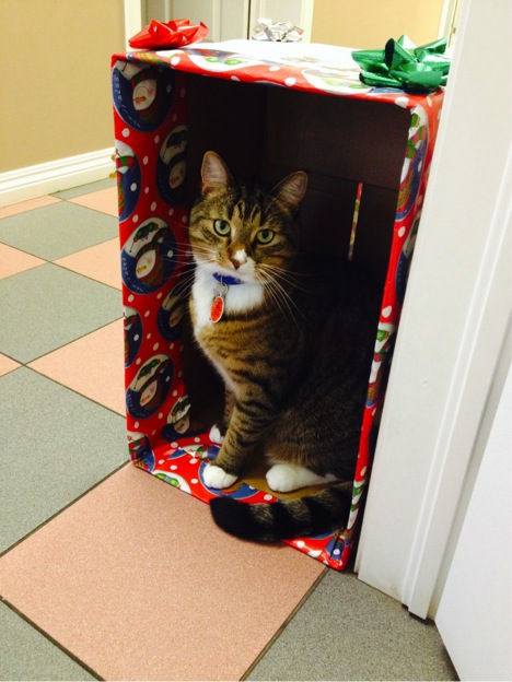 Nigel the cat in a Christmas gift box