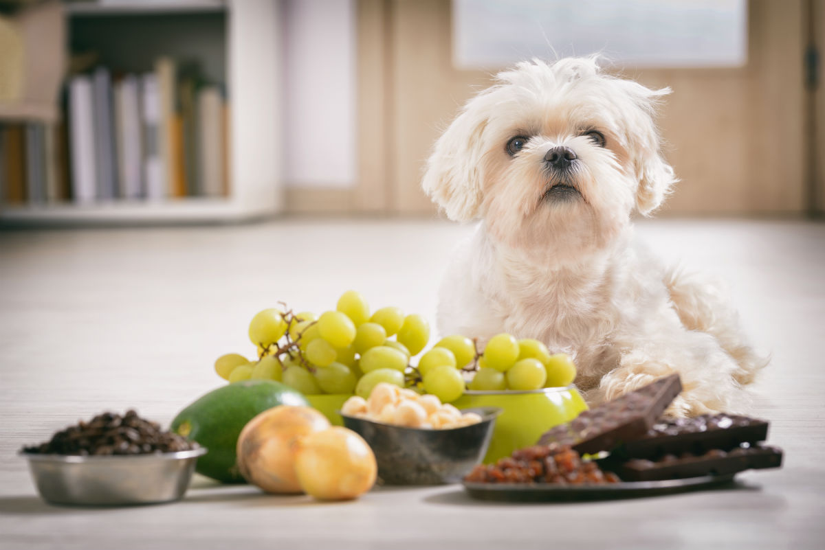 can dogs eat onions symptoms