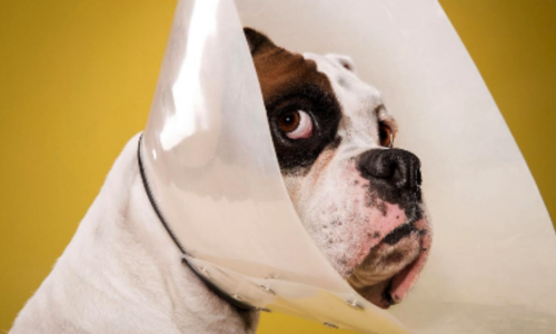 Benefits of Spaying/Neutering Your Pet