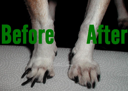 How to Trim Your Dog's Nails - VetCare Pet Hospital