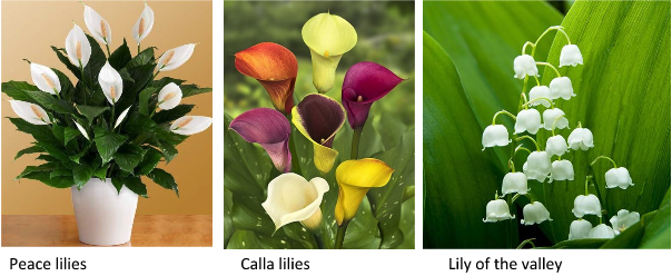 Three different types of Lilies