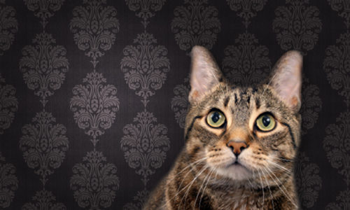 Cat looking up in front of wallpaper