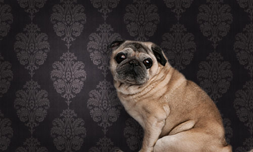 Pug sitting down in front of wallpaper