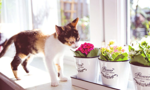 Cat sniffing a pot of flowers