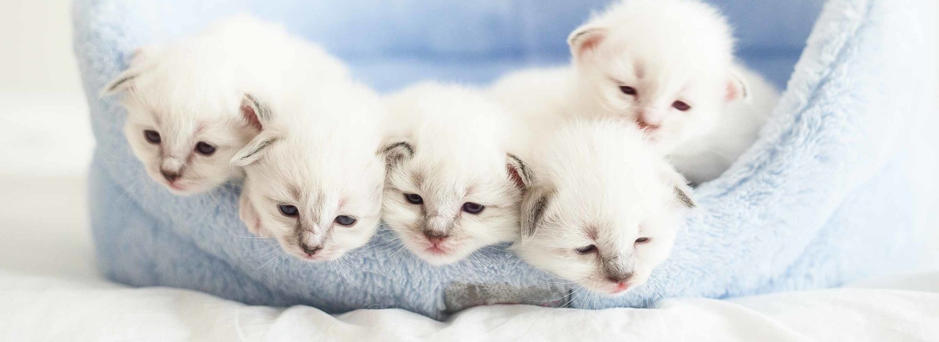 White kittens in a cat bed
