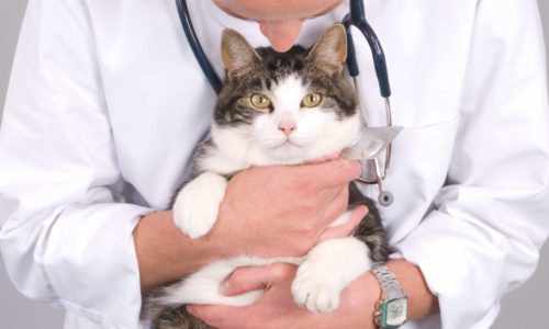 Veterinarian carrying a cat