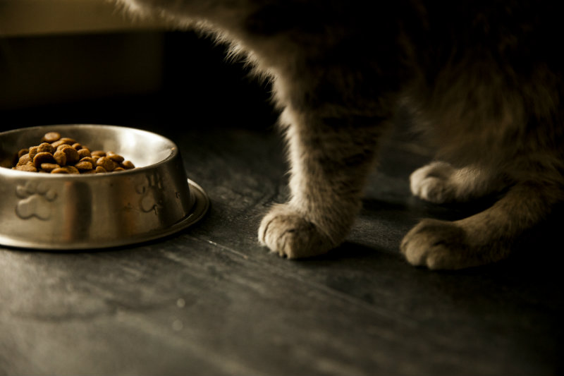 Bottom view of the legs of a cat standing by a food bowl