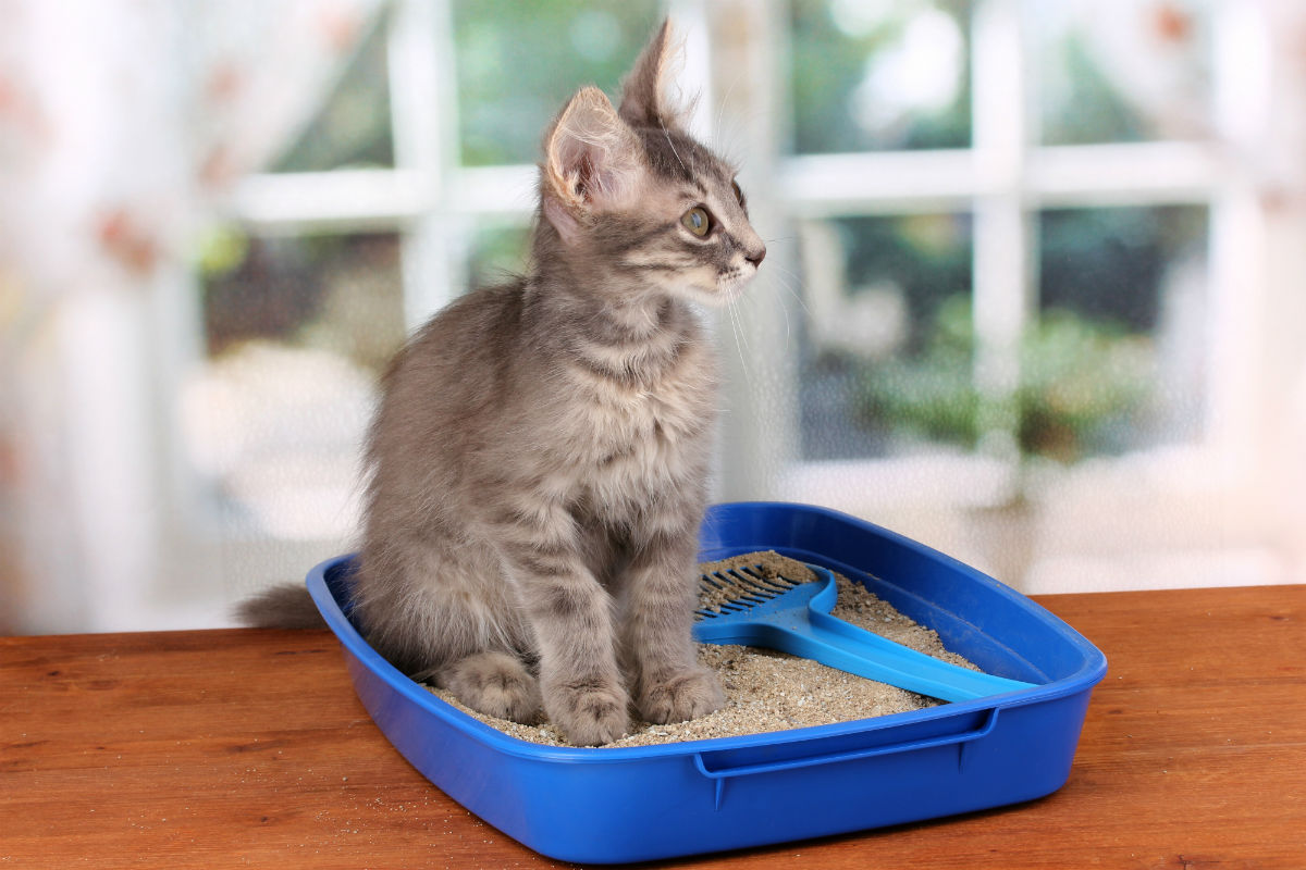 Five Litter Box Tips from the Cat's Point of View - A Cat Clinic
