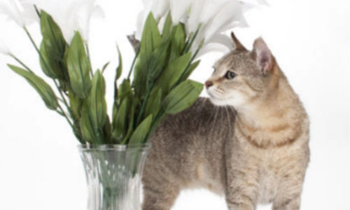 Lily Poisoning in Cats petMD Logo