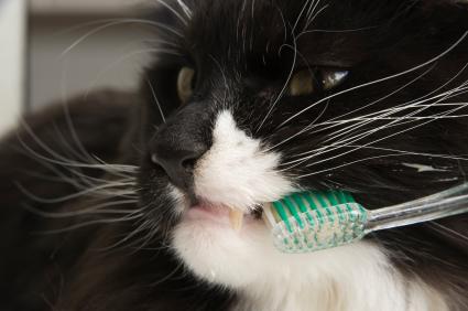 Angry cat getting its teeth brushed