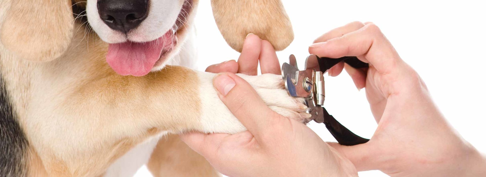 Dog getting its nails trimmed