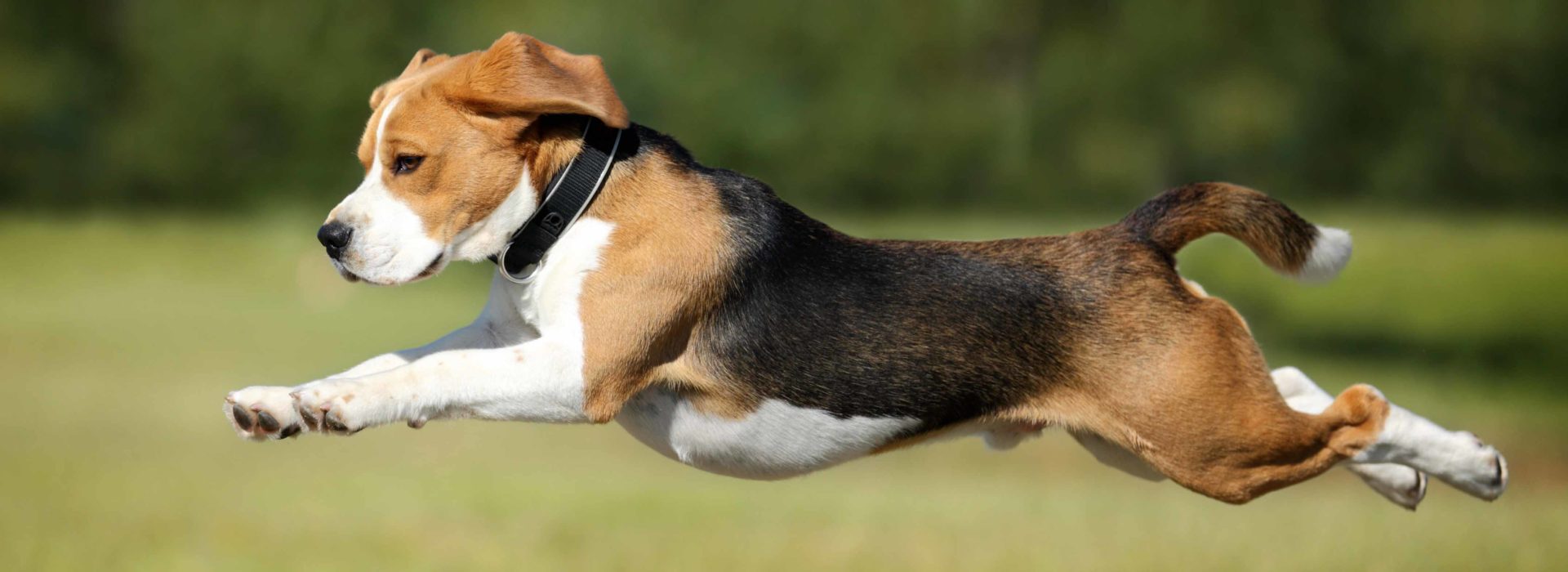 a healthy leaping dog