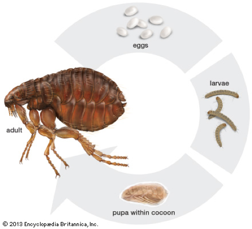 what to know about fleas