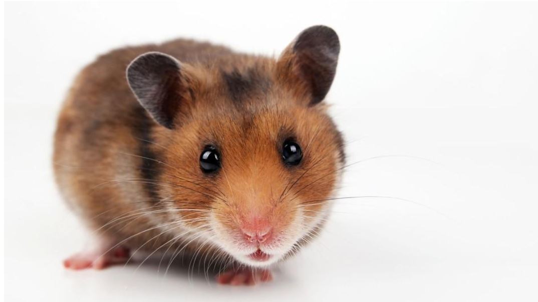 Beginners Guide: Hamster Care - VetCare Pet Hospital