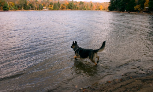 German Shepherd running into a lake