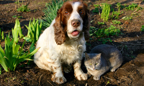 Dog and cat sitting in dirt with plants