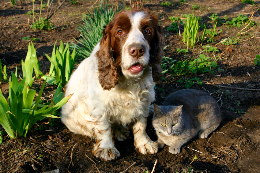Dog and cat sitting in dirt with plants