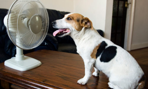 Dog sitting by a fan