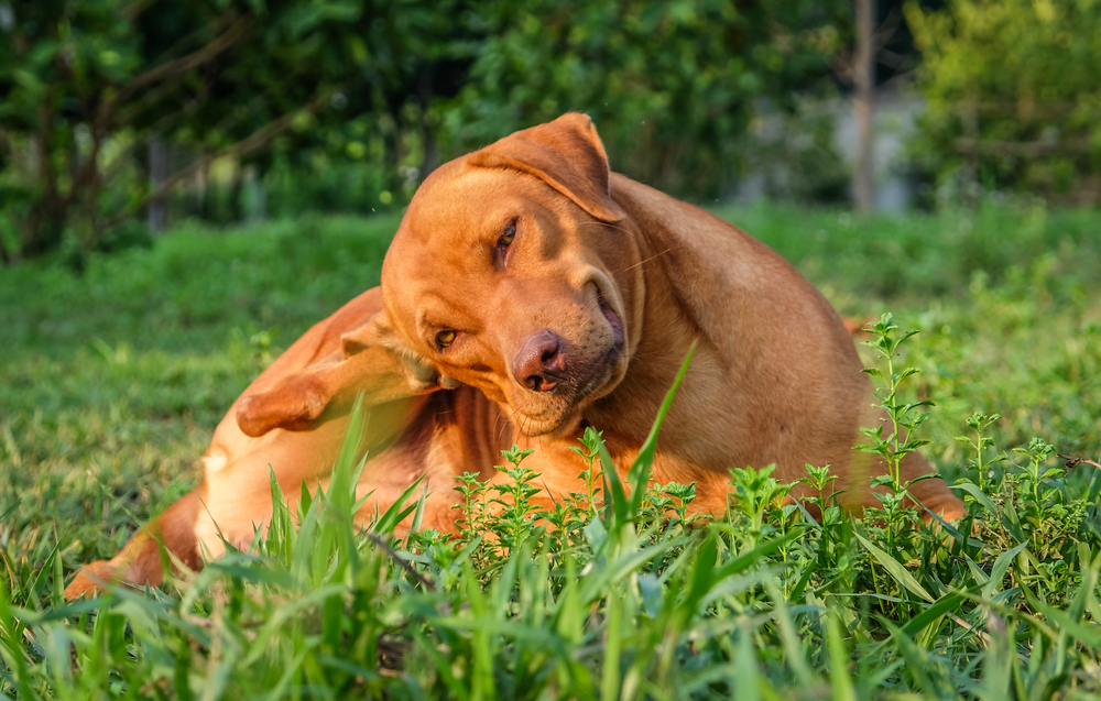 Dog lying on grass and scratching its leg