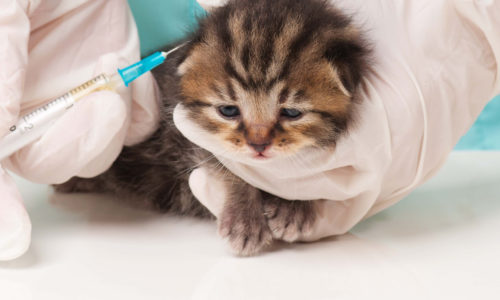 Kitten getting a vaccination
