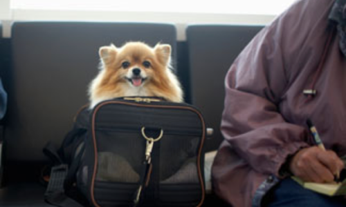 Happy dog sitting in a bag on an airport bench