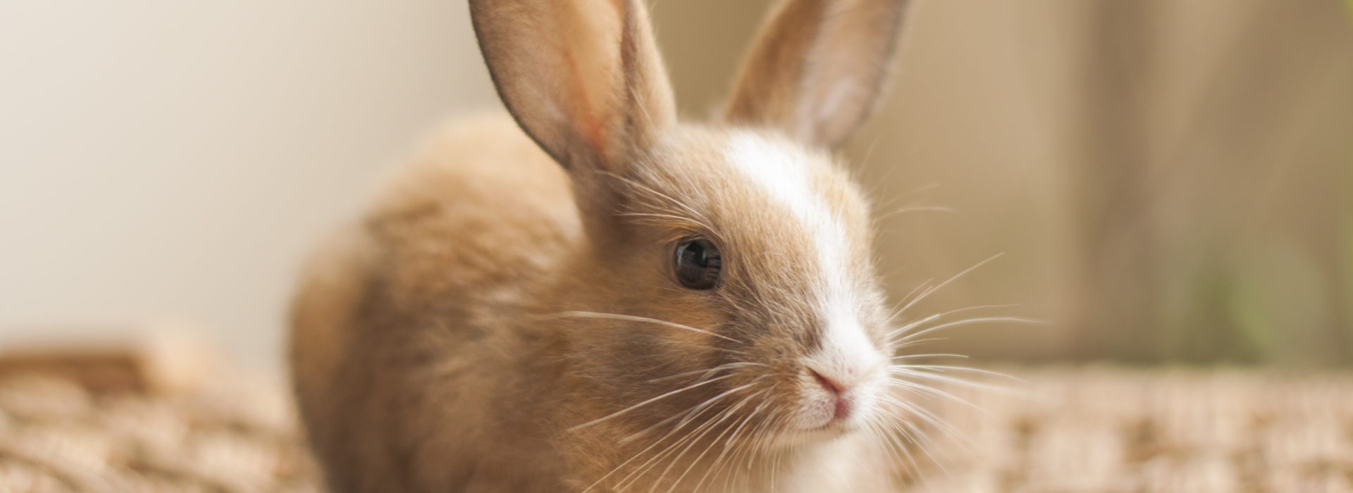 pet rabbit care