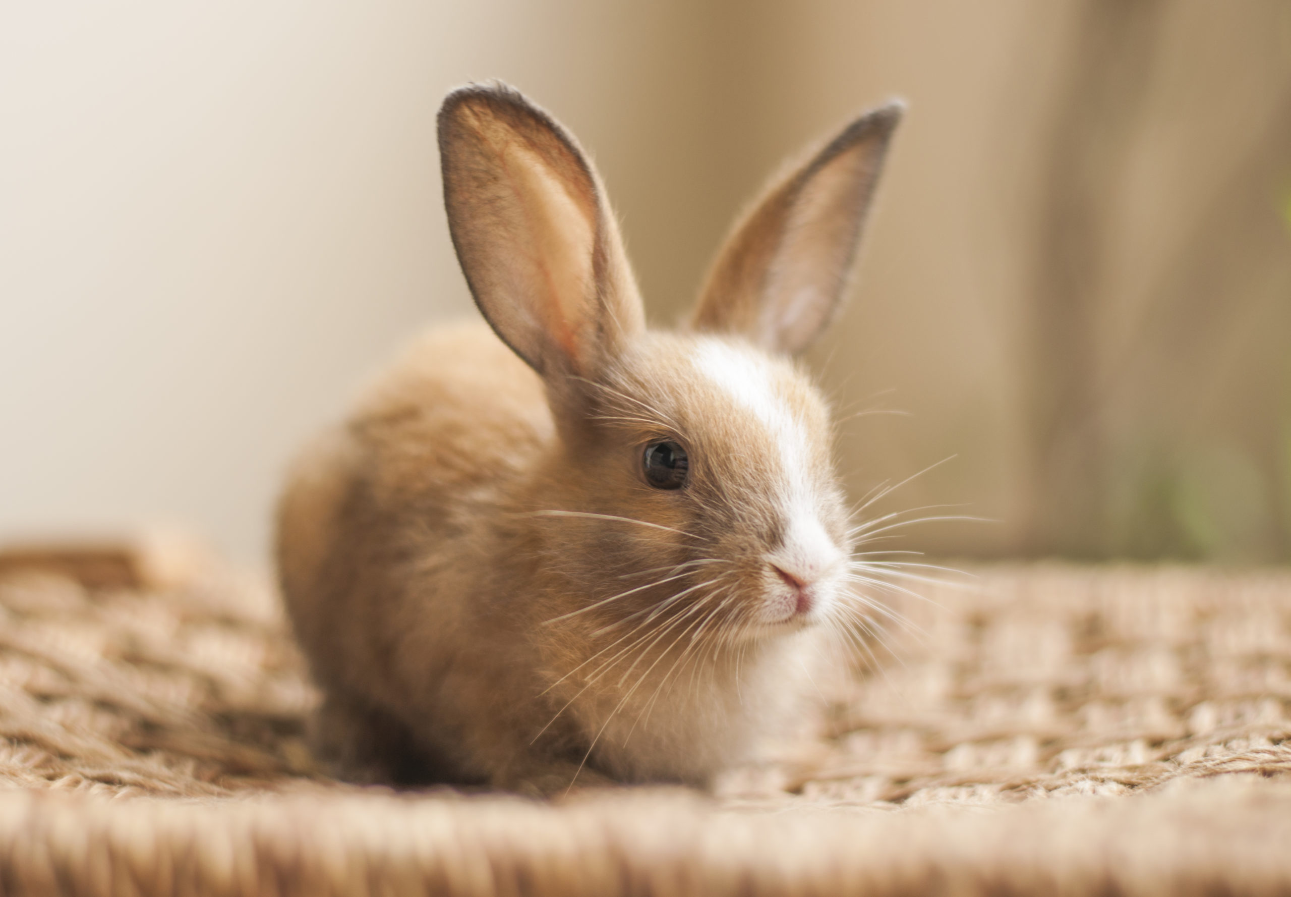 Beginner's Guide to Pet Rabbit Care - VetCare Pet Hospital