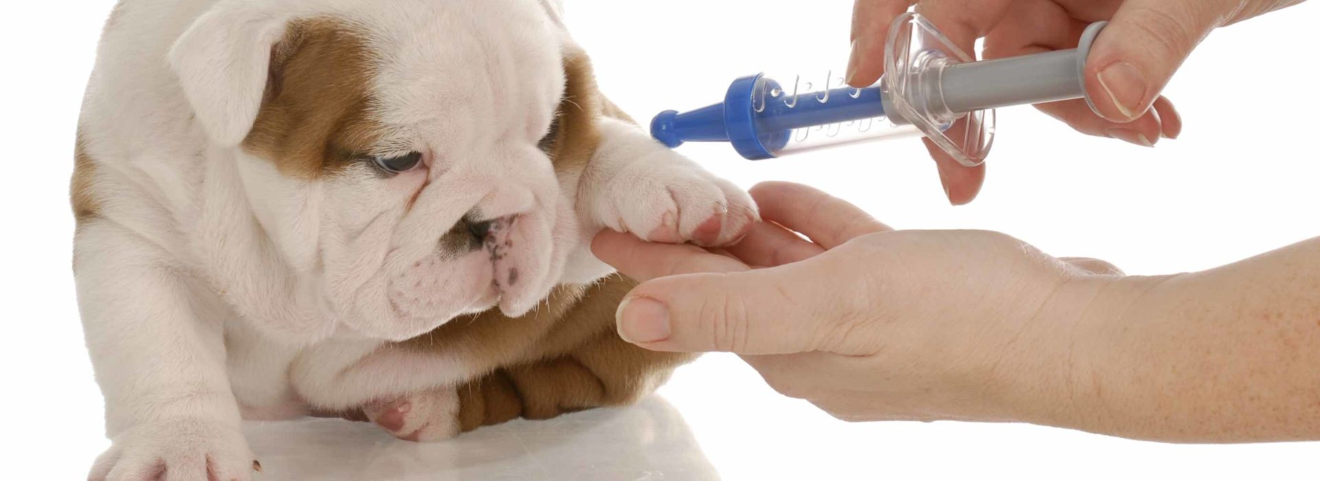 Puppy getting a vaccination