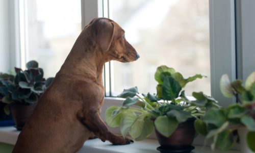 dog-looking-at-window