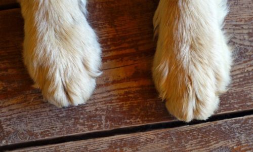 Paws on wooden floor