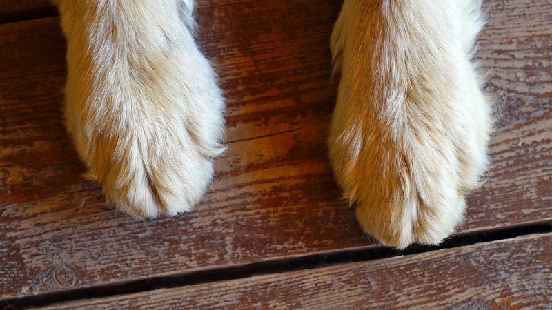 Paws on wooden floor