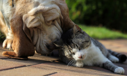 dog and cat bonding with eachother