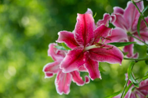 A stargazer lily, very dangerous to cats
