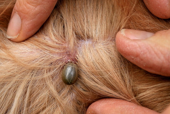 Ticks: What You Need to Know - VetCare Pet Hospital