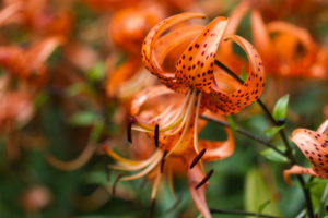 Tiger Lily and ts Dangers to Cats